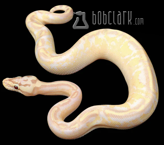 Banana pastel enchi freeway