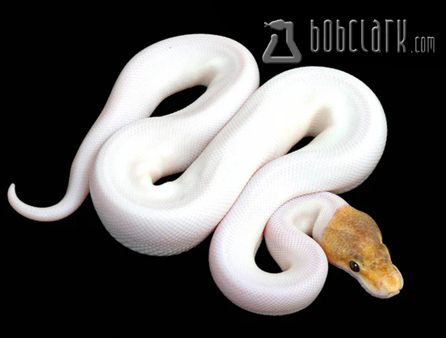 Firefly mojave pied