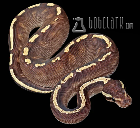 Mojave GHI yellow belly