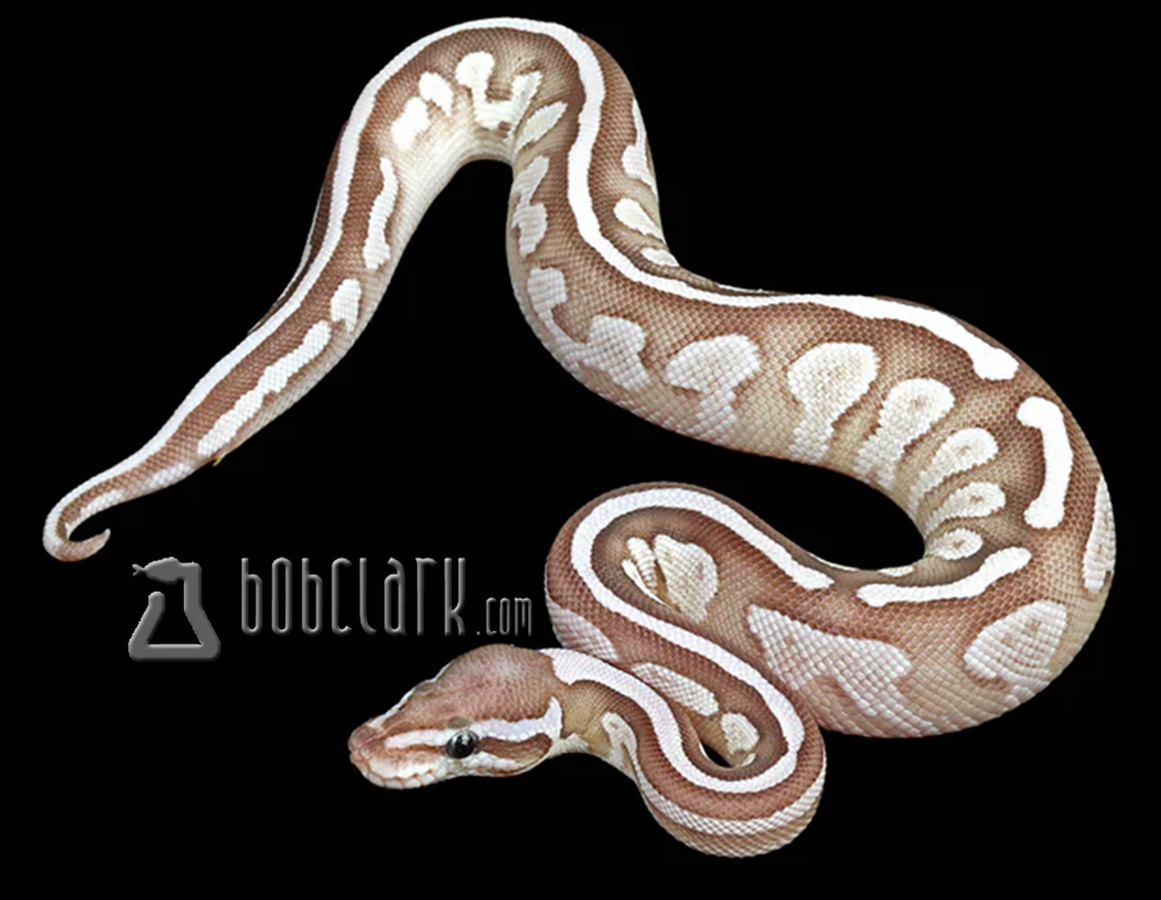 Ball Pythons