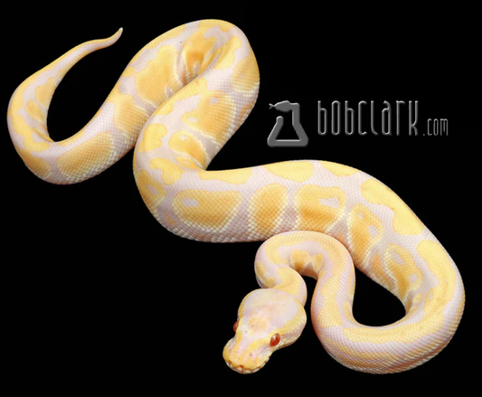 Pastel candino