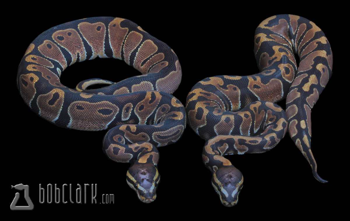 Ball Pythons : Scaleless head