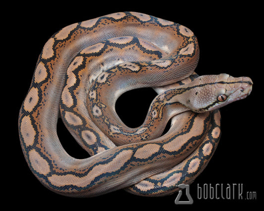 Reticulated Pythons : Motley het pied