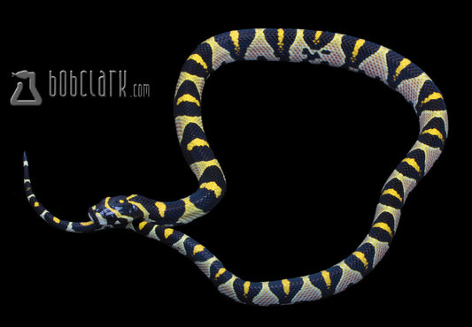 Other Pythons : Mandarin rat snake