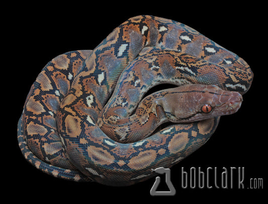 Reticulated Pythons : Normal