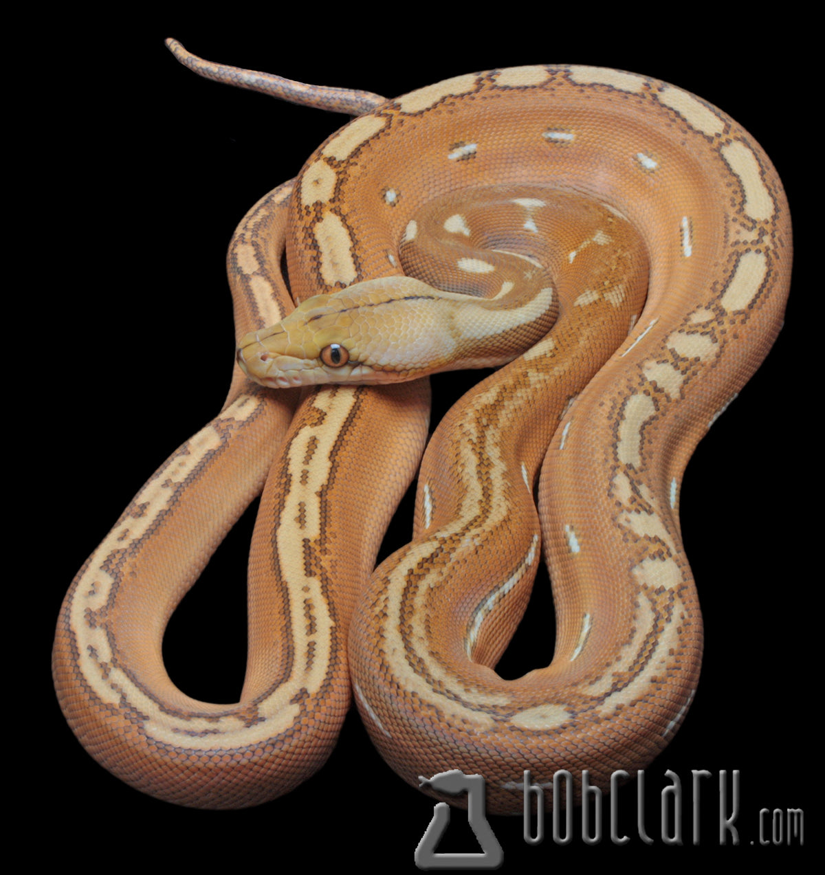 Orange ghost stripe 72 inches