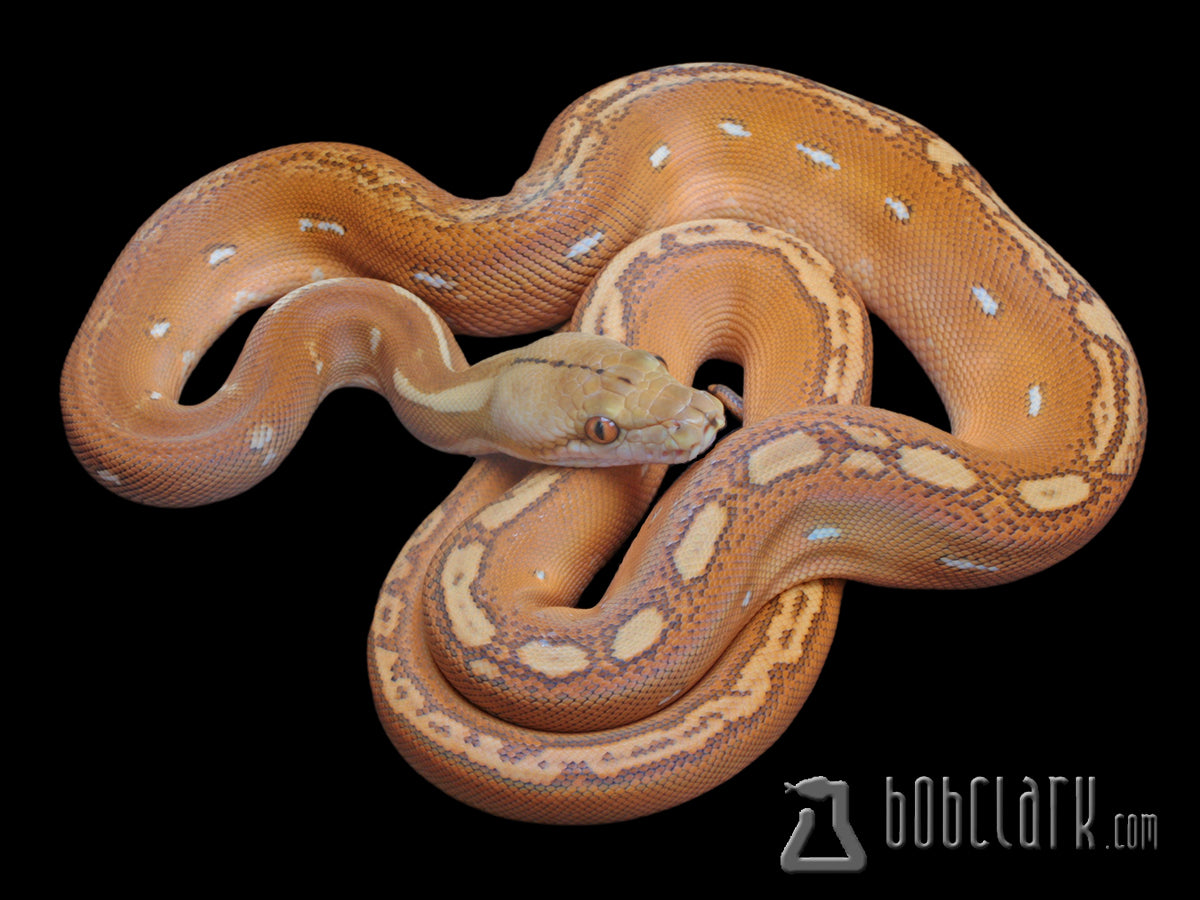 Reticulated Pythons : Orange ghost stripe 72 inches