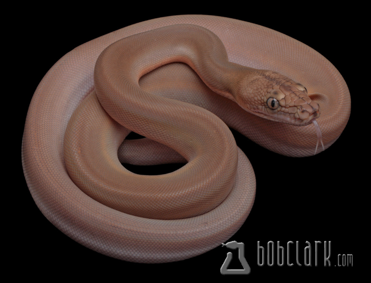Ogs Tiger Reticulated Python OGS golden child