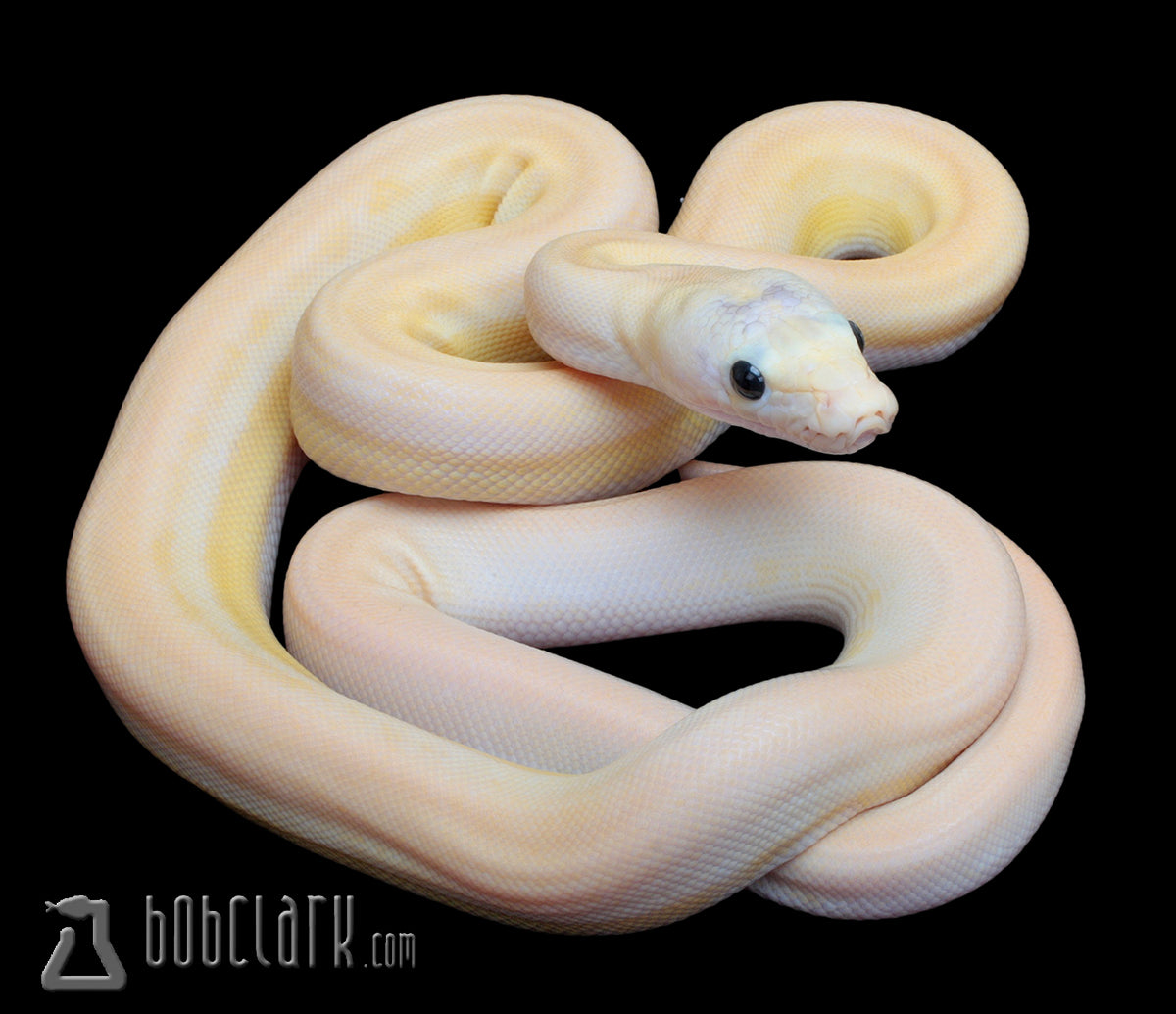 Reticulated Pythons