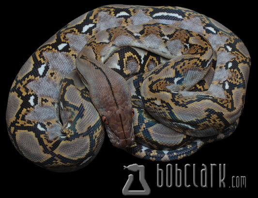 Reticulated Pythons : het ghost poss het pied