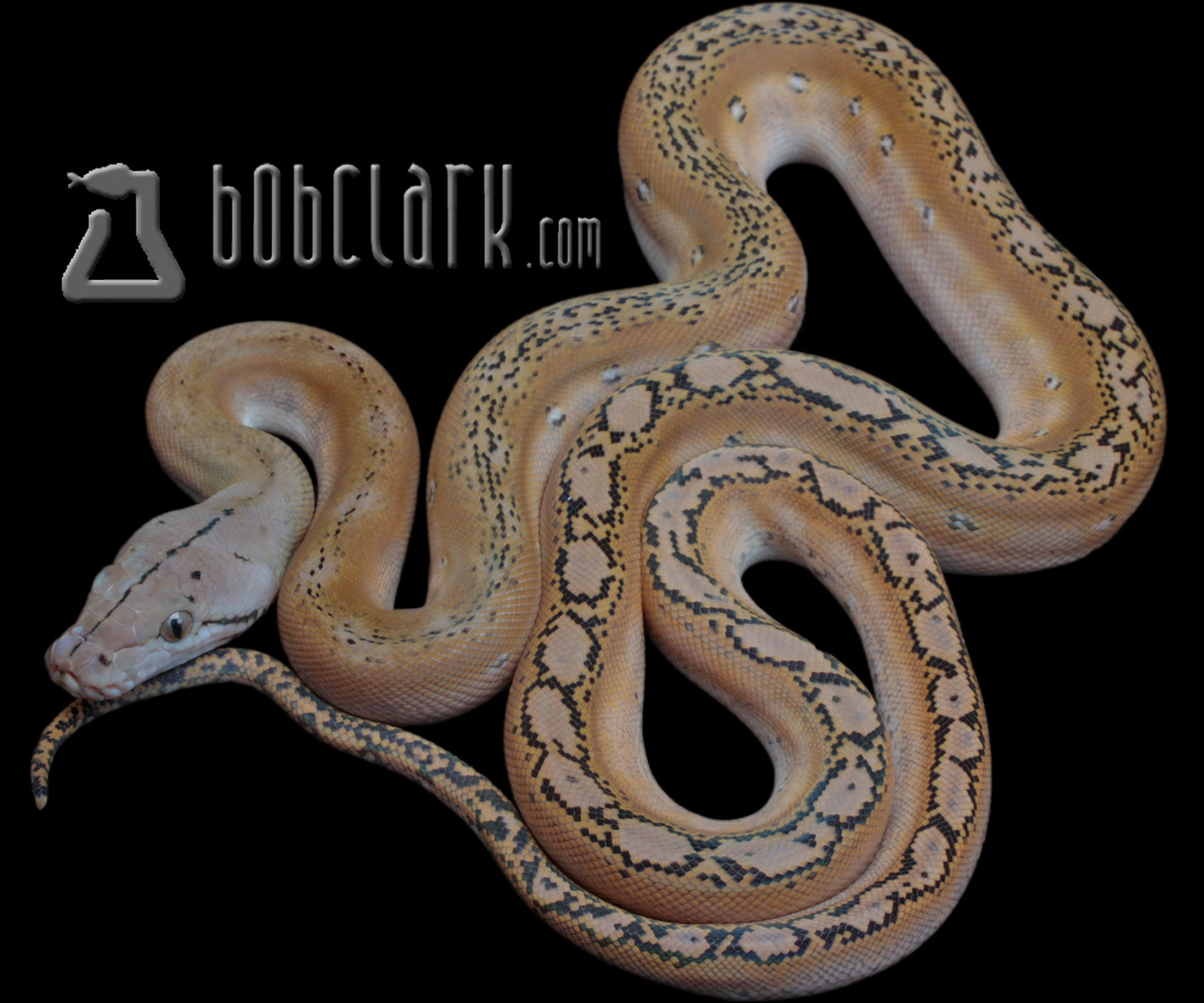 Reticulated Pythons : fire motley het ogs