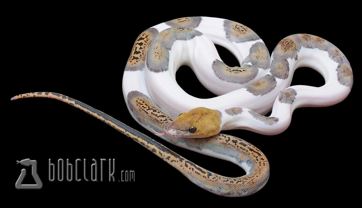Reticulated Pythons : Pied tiger