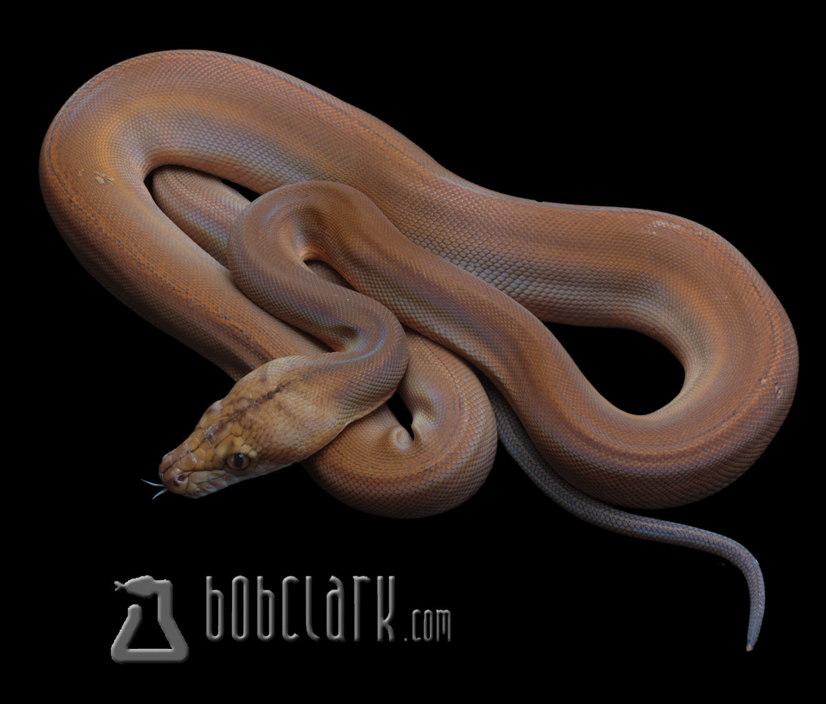 Reticulated Pythons : Golden child orange ghost stripe