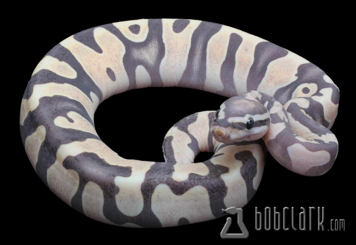 Ball Python Scale Patterns Scaleless pastel