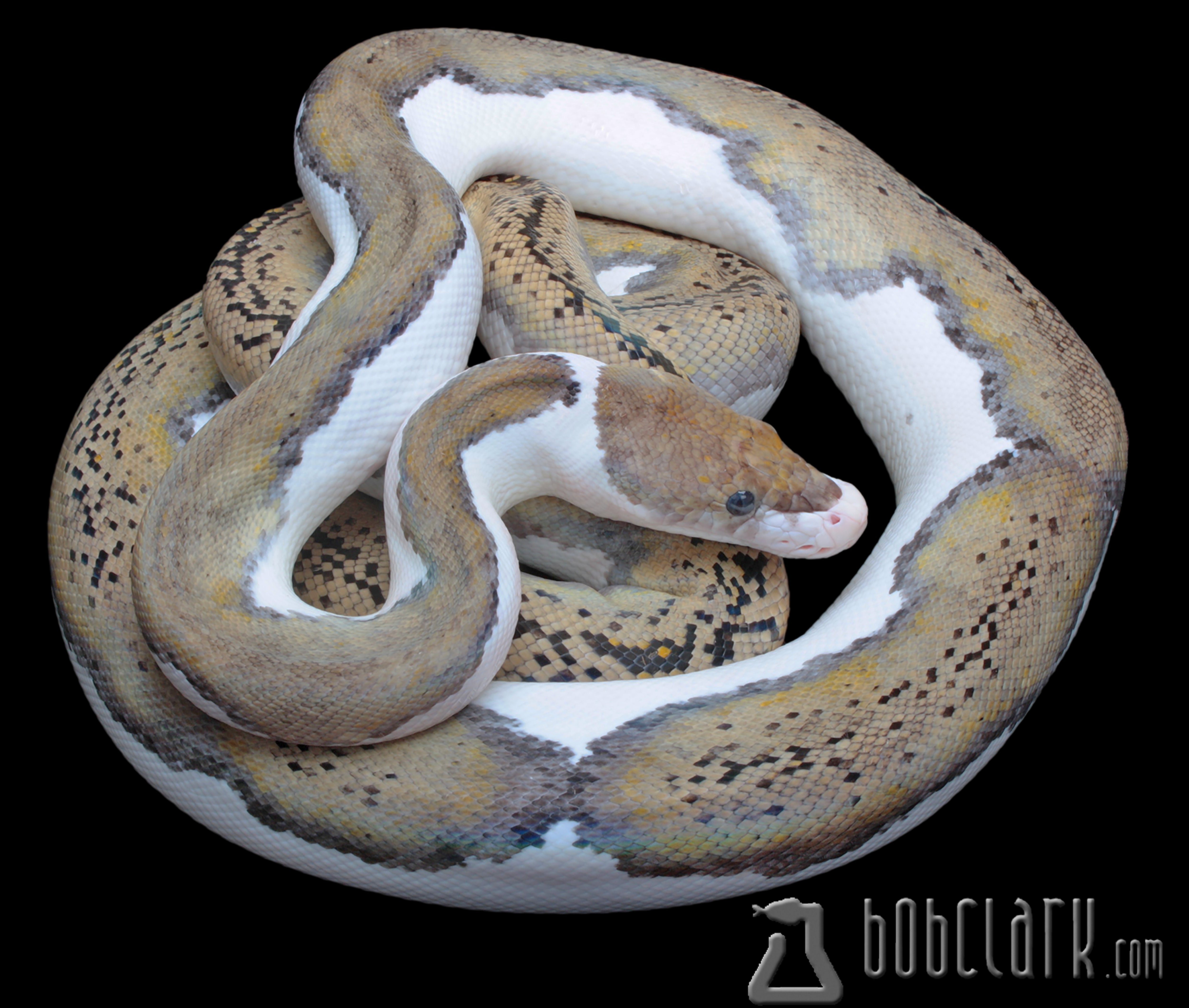 Reticulated Pythons