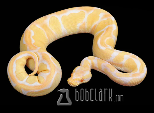 Blackhead albino enchi