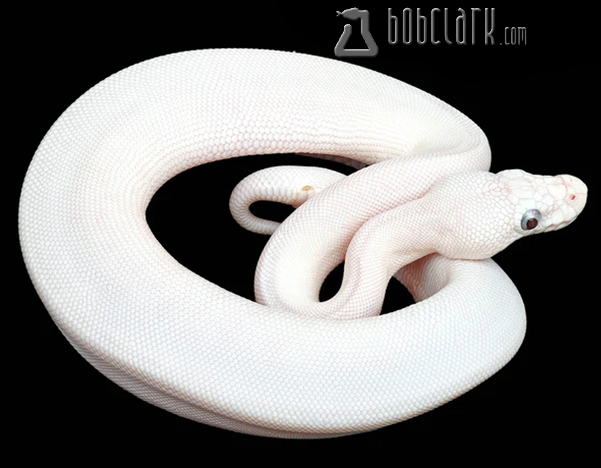 Blue eyed leucistic (mojave butter)