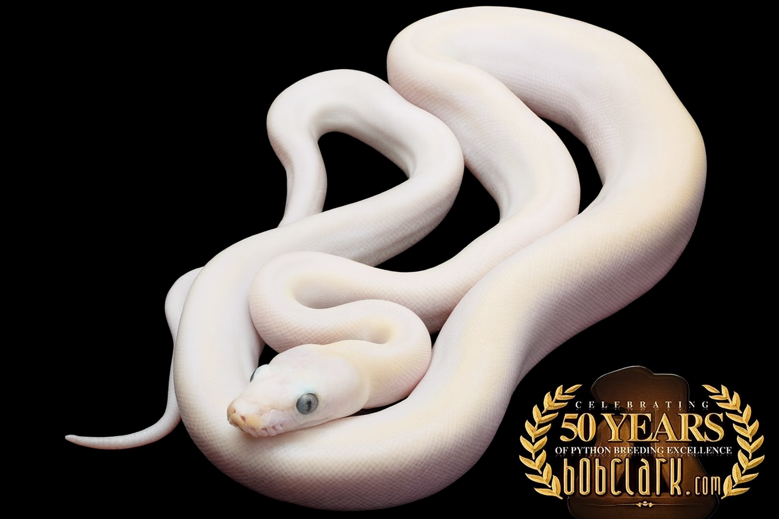Reticulated Pythons