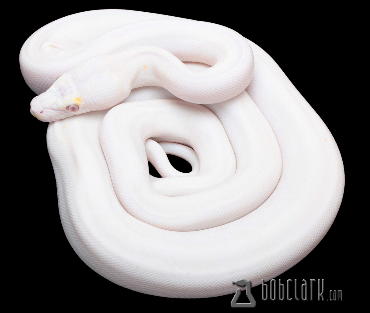 Lavender albino golden child cow