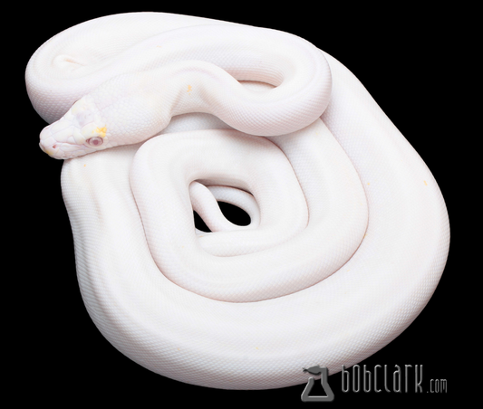 Lavender albino golden child cow