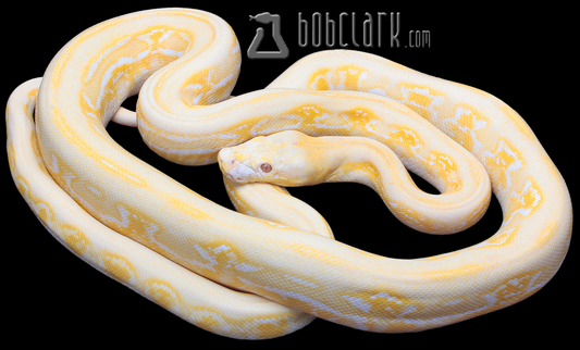 Albino Jaguar Tiger 72"