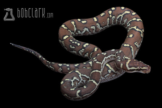 Other Pythons : Angolan