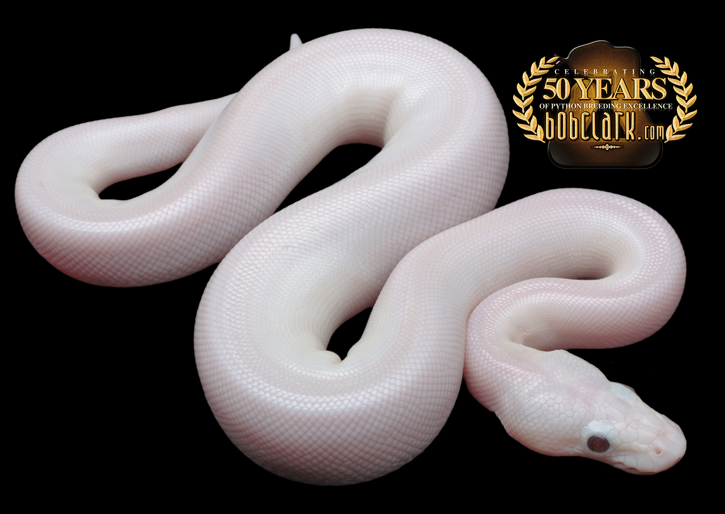 Ball Pythons