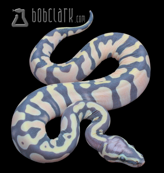 Pastel scaleless poss het pied