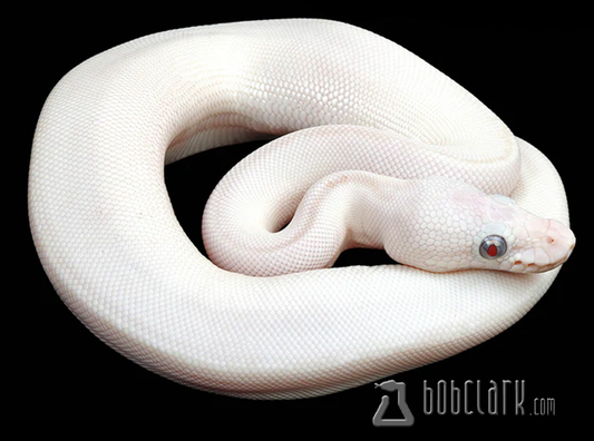 Banana blue eyed leucistic (mojave butter)
