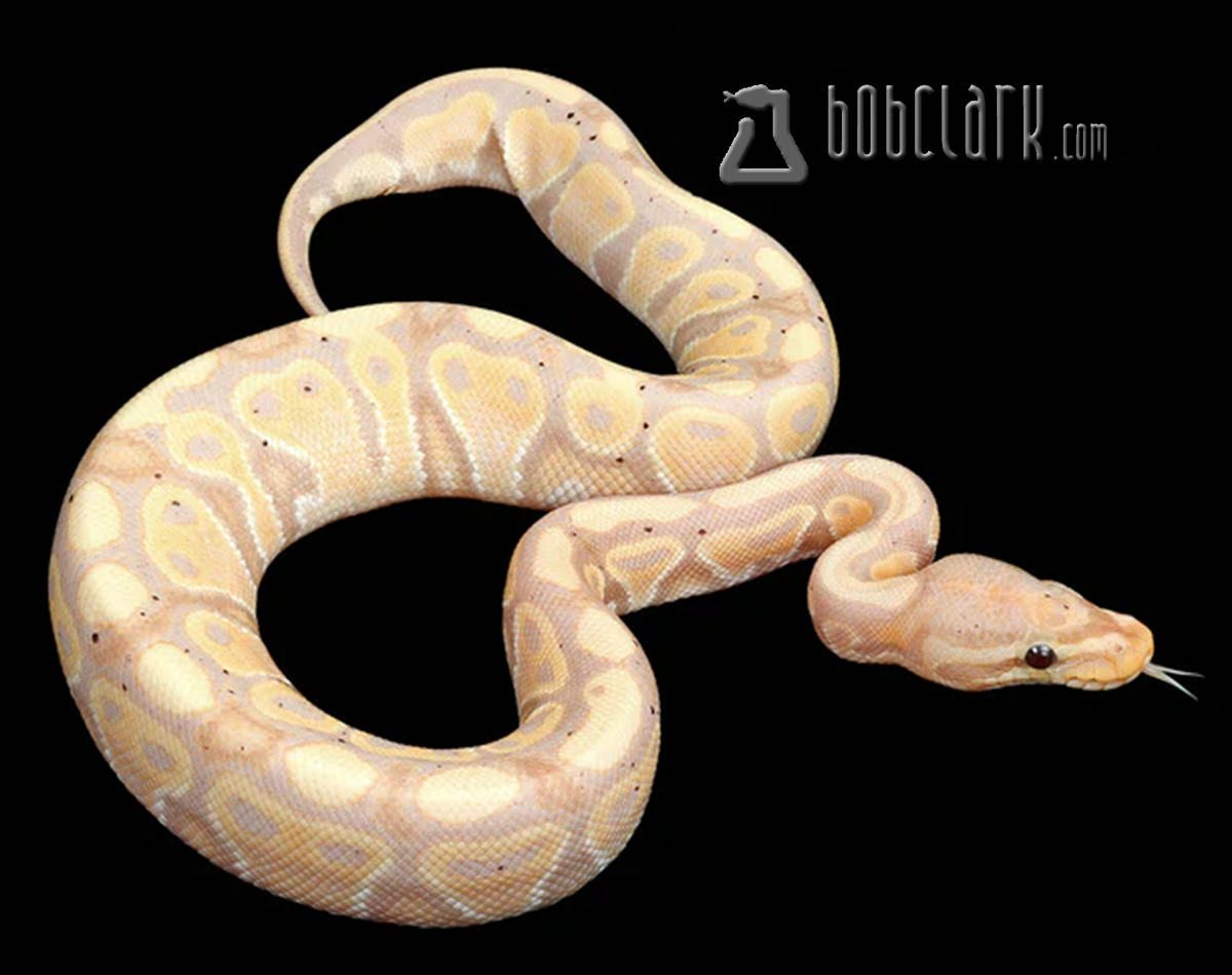 Banana het genetic stripe and clown