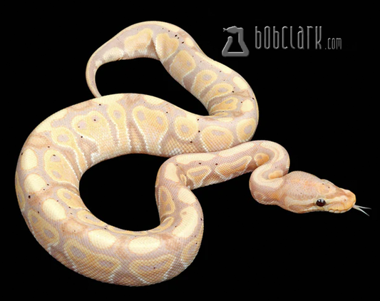 Banana het genetic stripe and clown