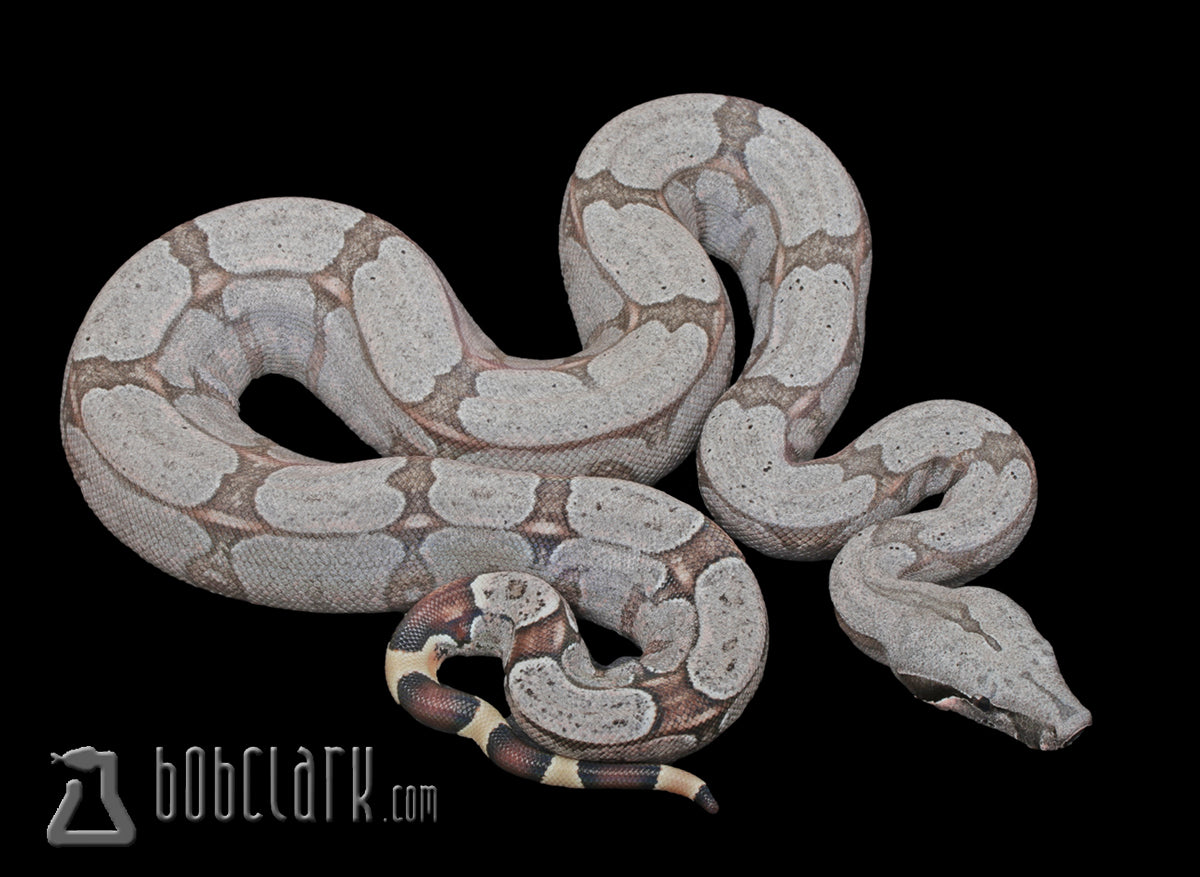 Bolivian boa