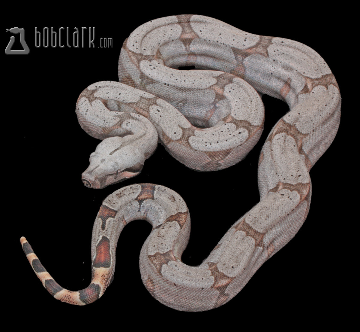 Boa Constrictors : Bolivian boa