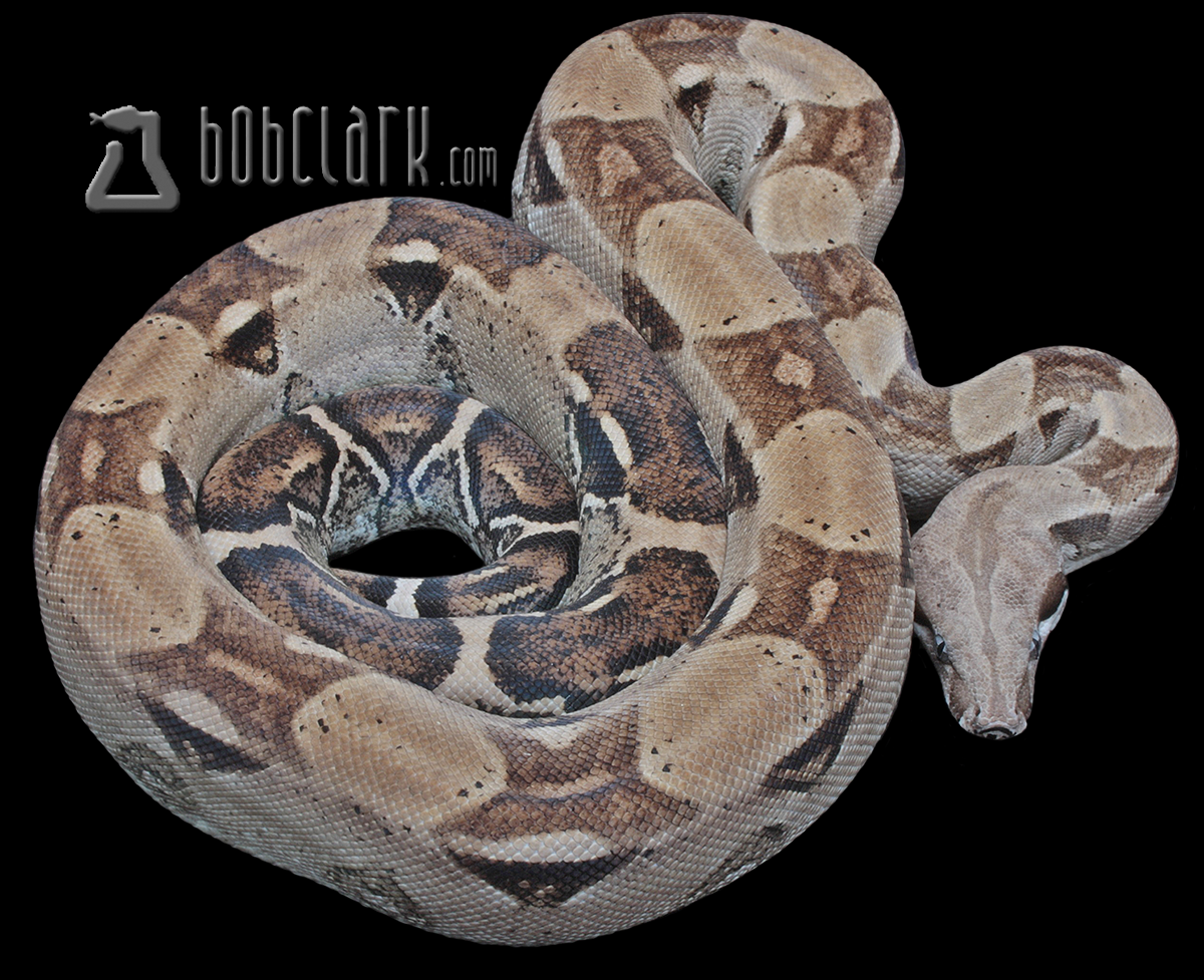 Anery 100% het sharp