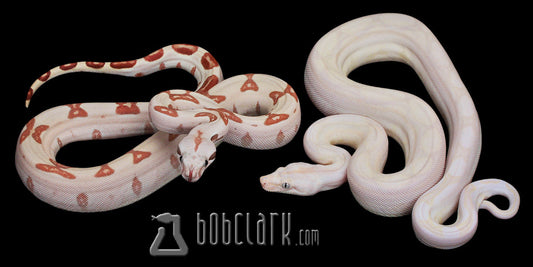 Crystal and labyrinth both poss het vpi and jungle SPECIAL!