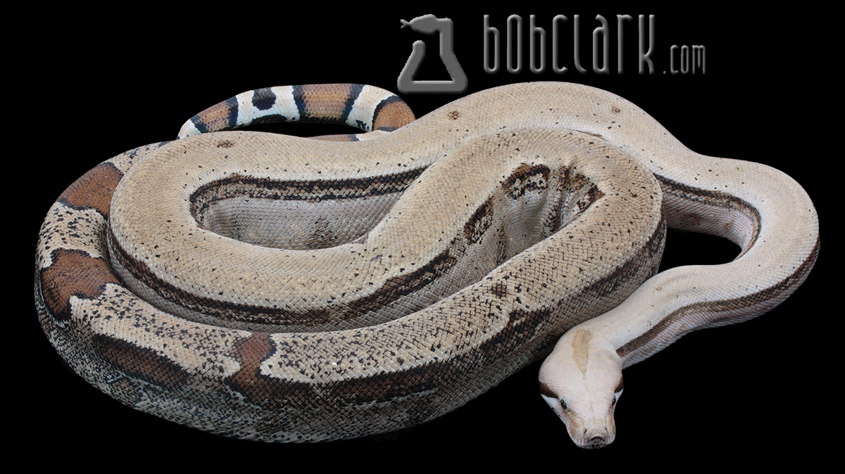 5' Fire proven breeder