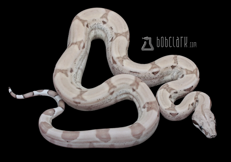 Boa Constrictors : Ghost Arabesque poss het sharp