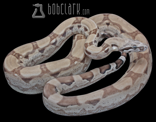 Ghost arabesque pos het sharp 40"