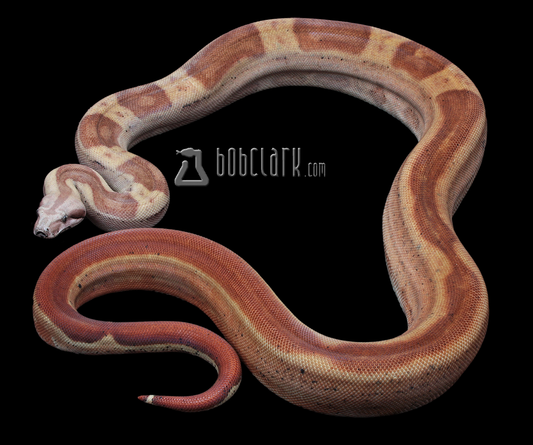 Hypo Indy 100% het T+ VPI 60"