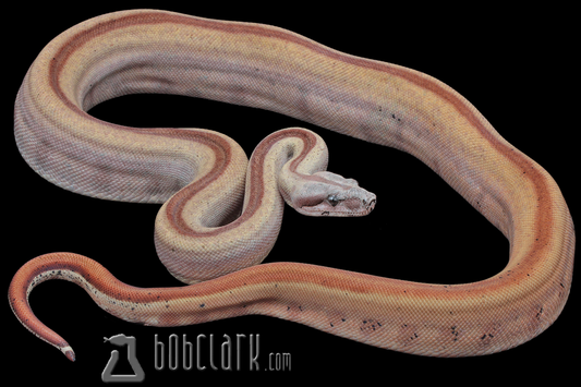 Hypo indy motley het T+ VPI 40"