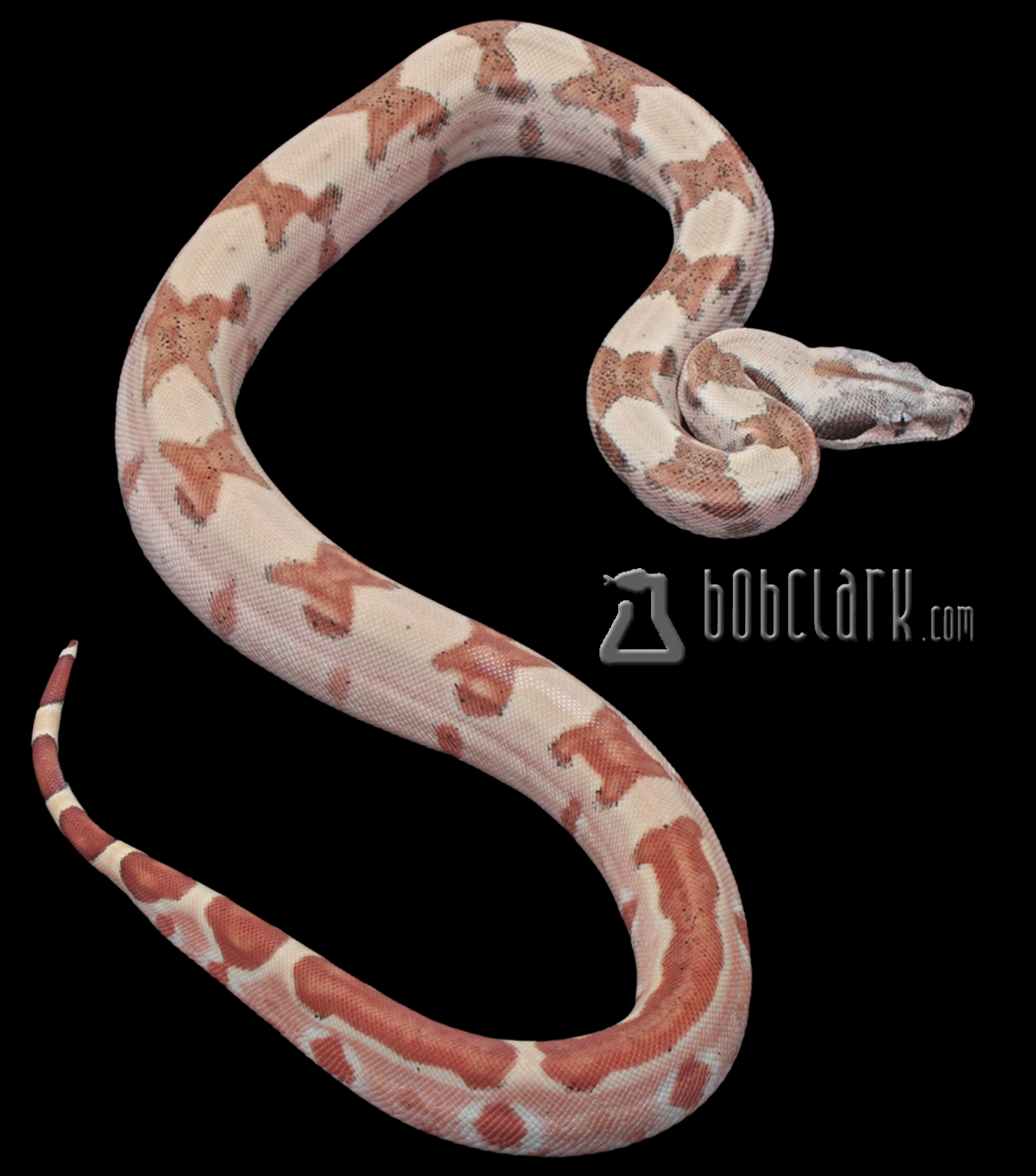 Hypo jungle het red dragon