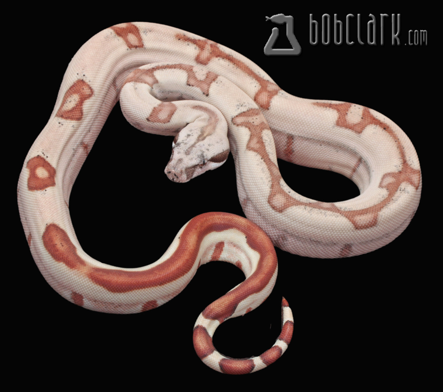 hypo jungle het VPI