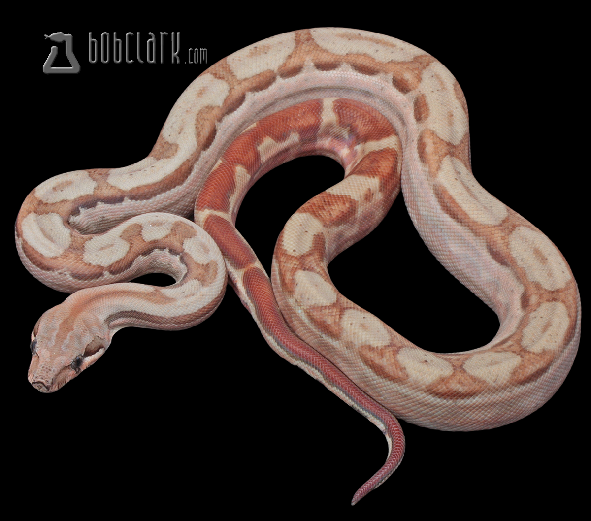 Hypo motley