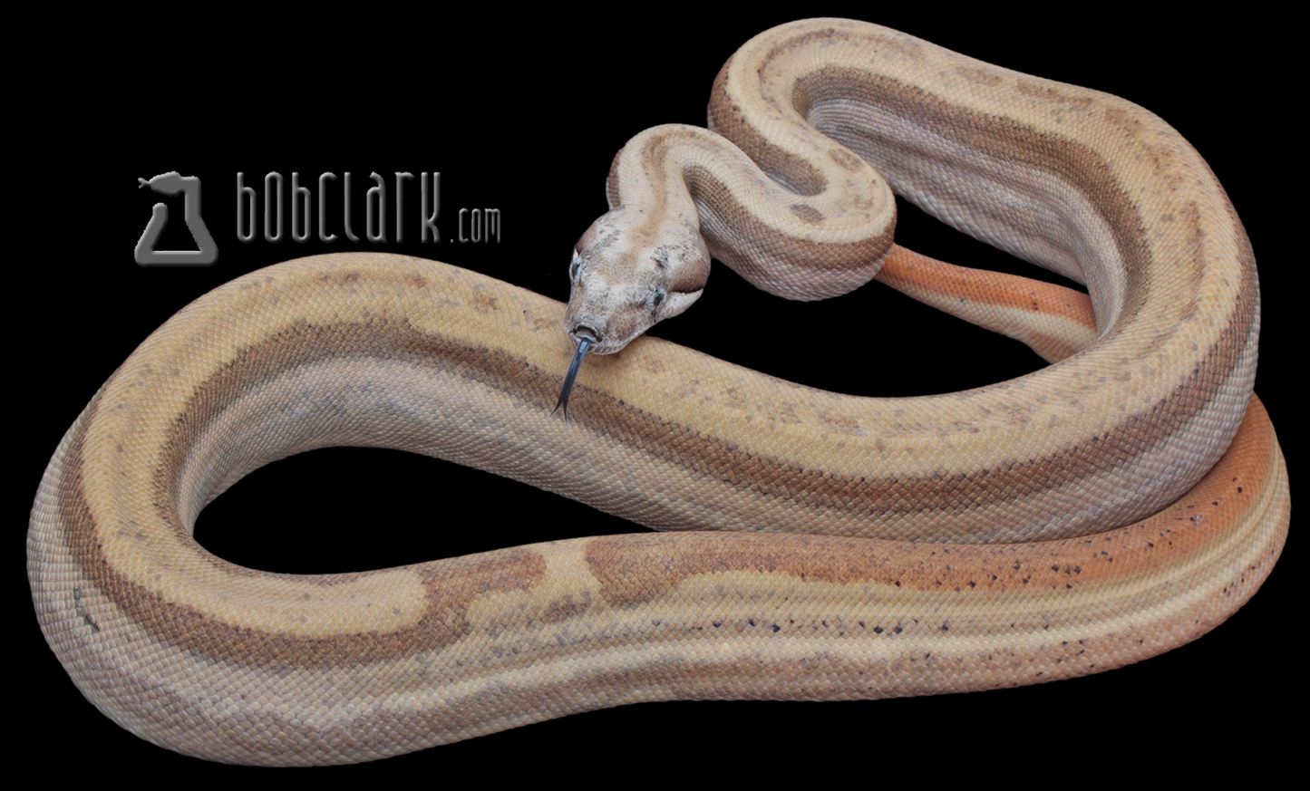 Hypo motley het sharp