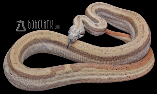 Hypo motley het sharp