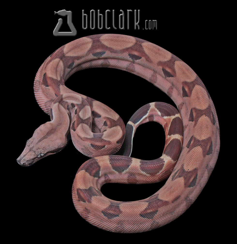 Hypo poss het Red Dragon