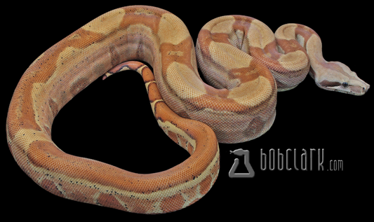 Hypo RLT pos het T+ VPI and leopard 40"