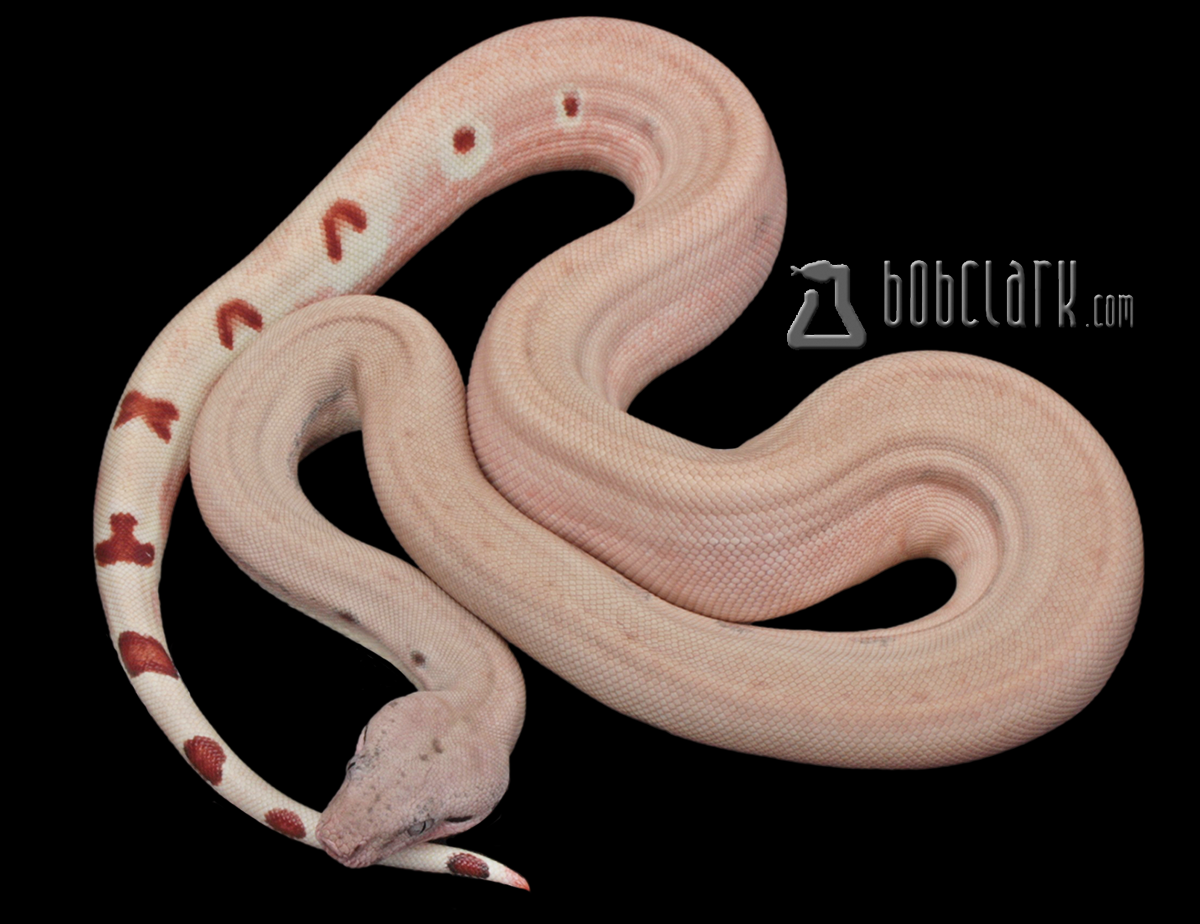 Hypo Scoria het T+ VPI