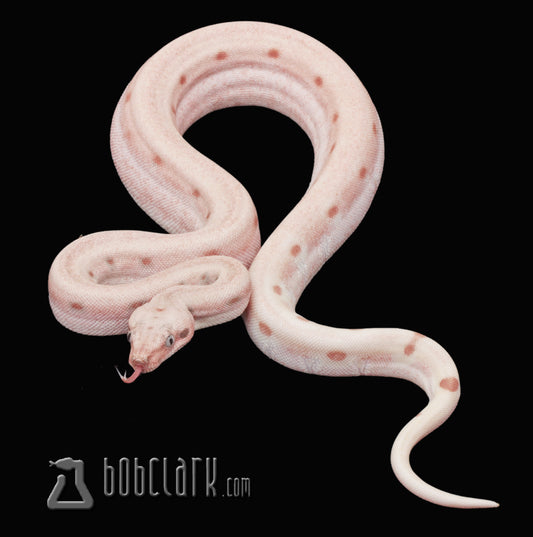 Hypo scoria labyrinth poss jungle, poss het VPI female