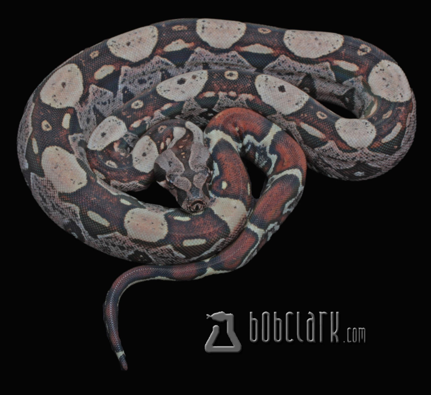 IMG Jungle 100% het VPI female